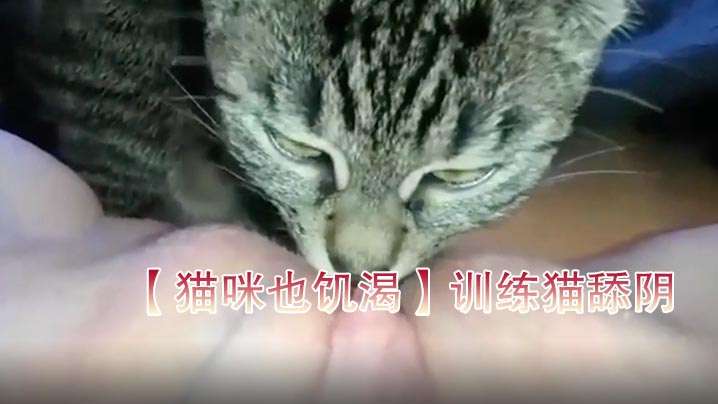 猫咪也饥渴训练猫舔阴